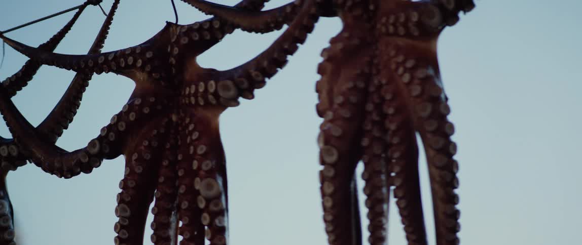 Multiple octopus hang to dry on shore with promontory in the background