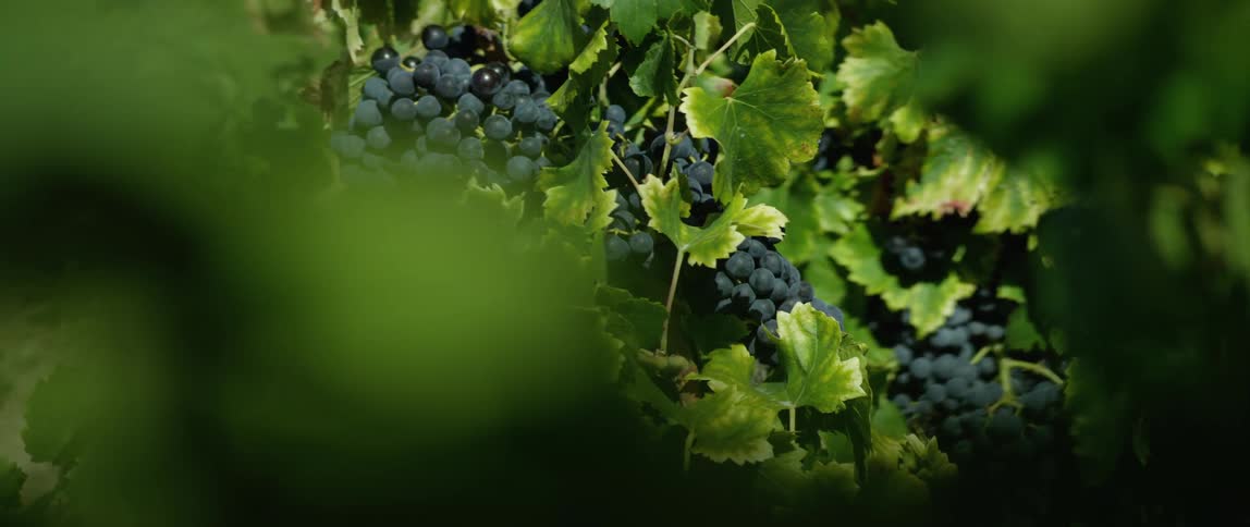 Red grapes grow on a vine in a vineyard