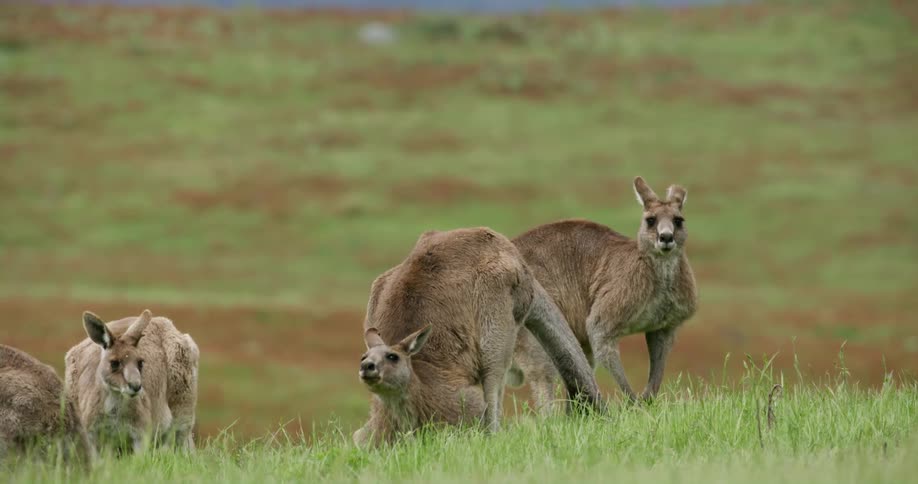 Kangaroo graze on the grass