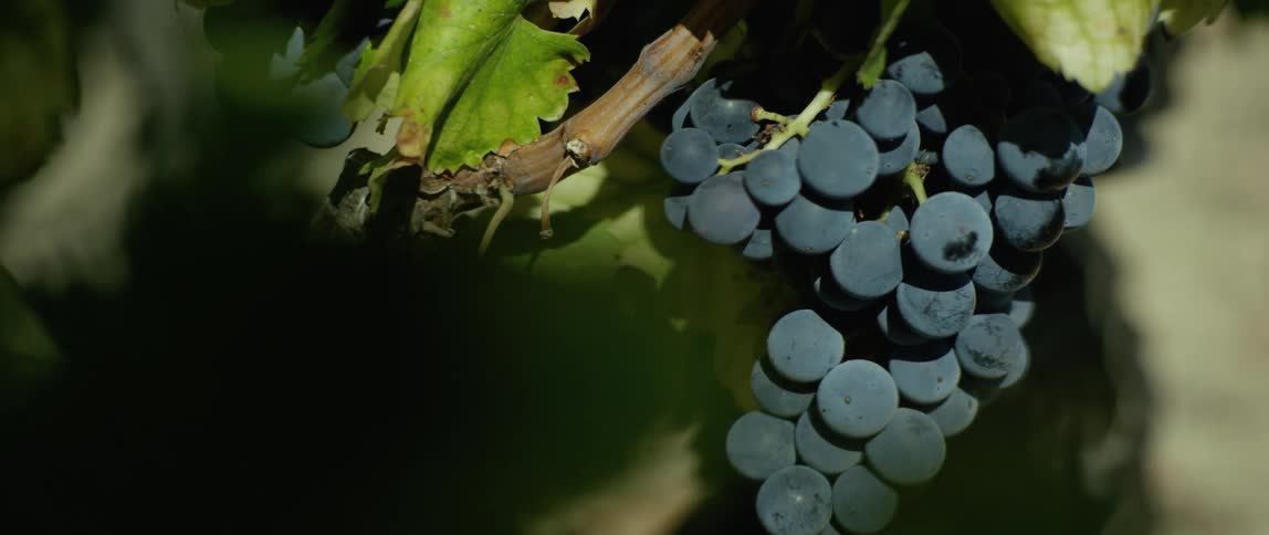 A view of grapes growing outdoors