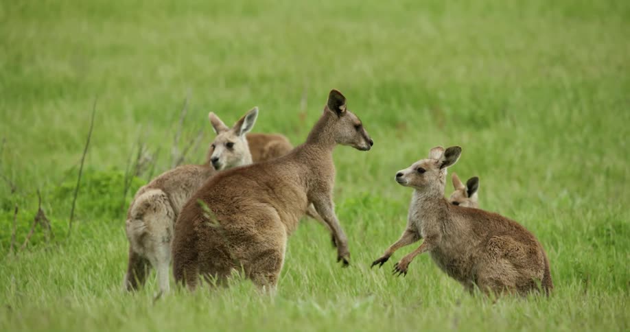 Kangaroos are playing and eating in a large grassland area