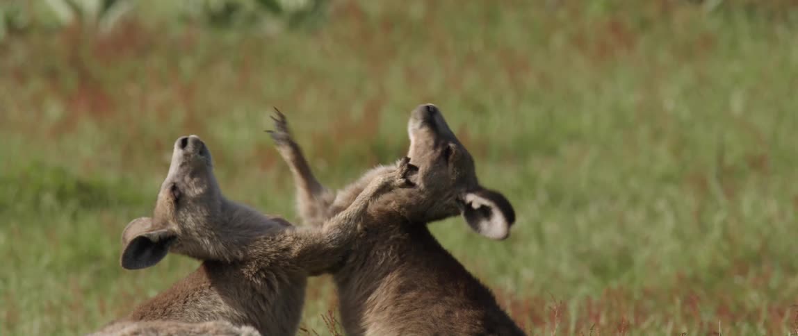 Two baby kangaroos play with one another