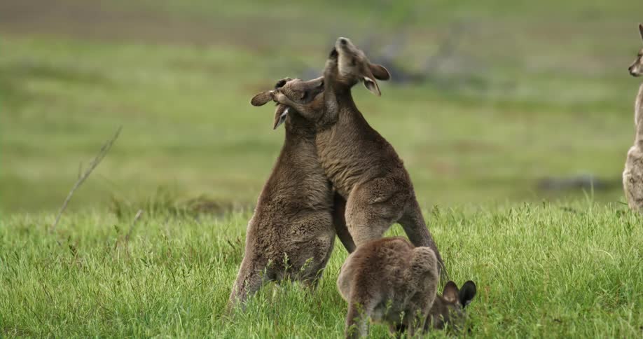 Two kangaroos play around in the grass