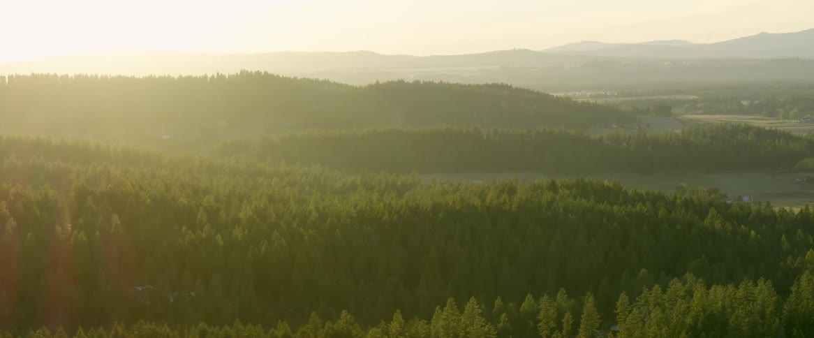 Aerial of a dense forest in the early morning light