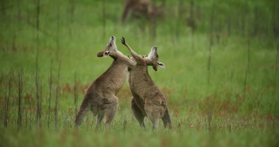 Two kangaroos are standing with their arms around each other playing