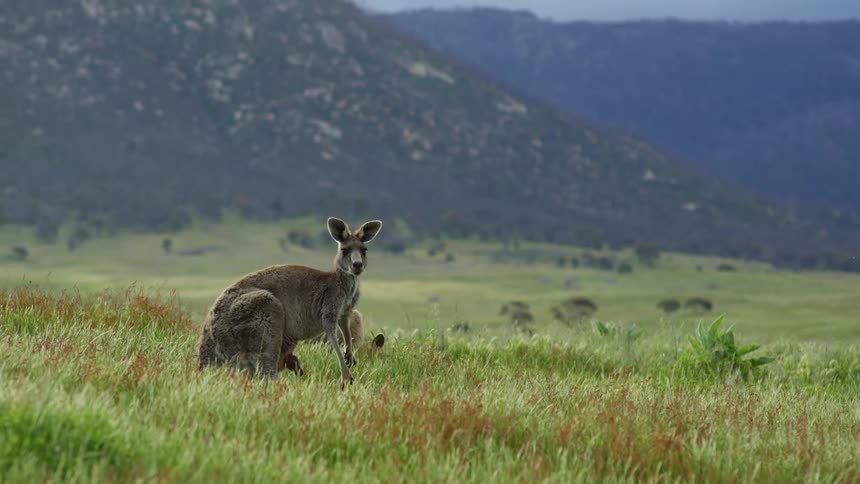 A mother kangaroo standing alert in the grass with a joey in her pouch while another grazes behind her