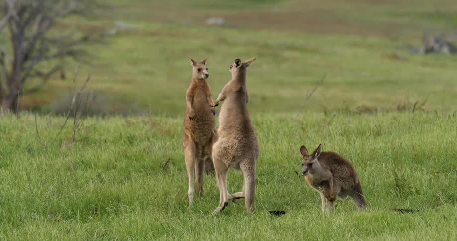 Two kangaroos fighting in a meadow as the others watch