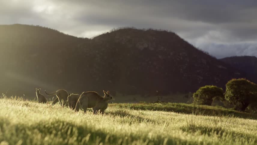 Kangroos graze on grass and jump around in the field