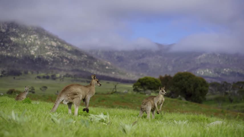 Herd of kangaroos standing and staring on a pasture in the countryside