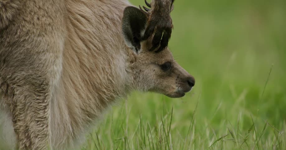 Female kangaroo and its young in pouch standing on green grass