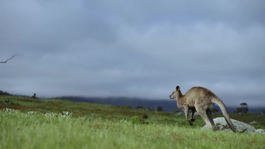 A kangaroo hops across the grass under a cloudy sky