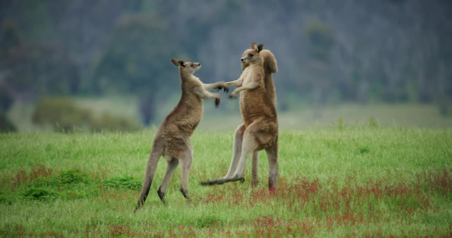 Kangroos fight each other in the field