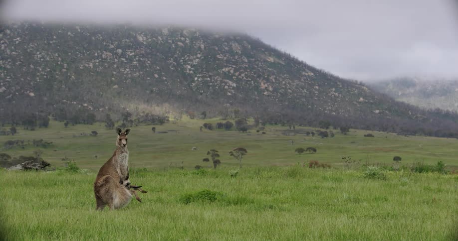A view of a kangaroo in a grassy field
