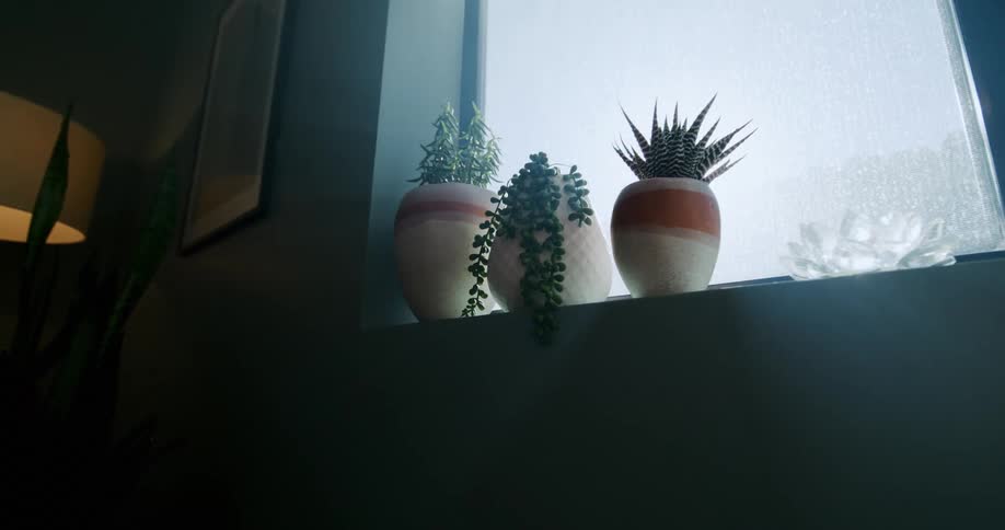 Close up view of plants on a windowsill is displayed