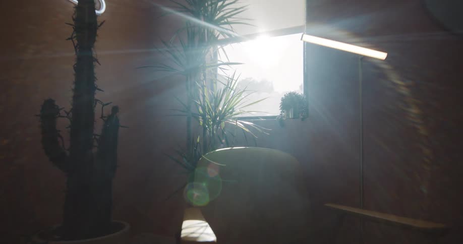 The sun shines through windows on armchair couch and houseplants