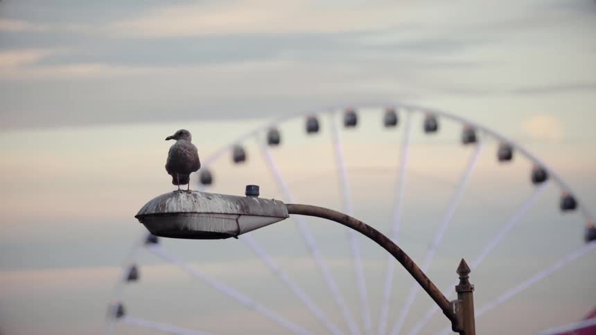 A seagull sits on a lamp post with a giant ferris wheel in the background