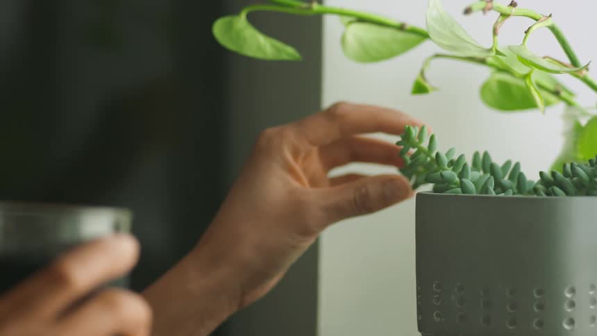 Womans hand touches houseplant