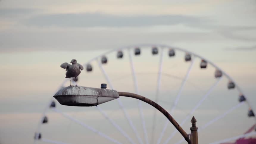 A bird stands on a street lamp with a ferris wheel in the background