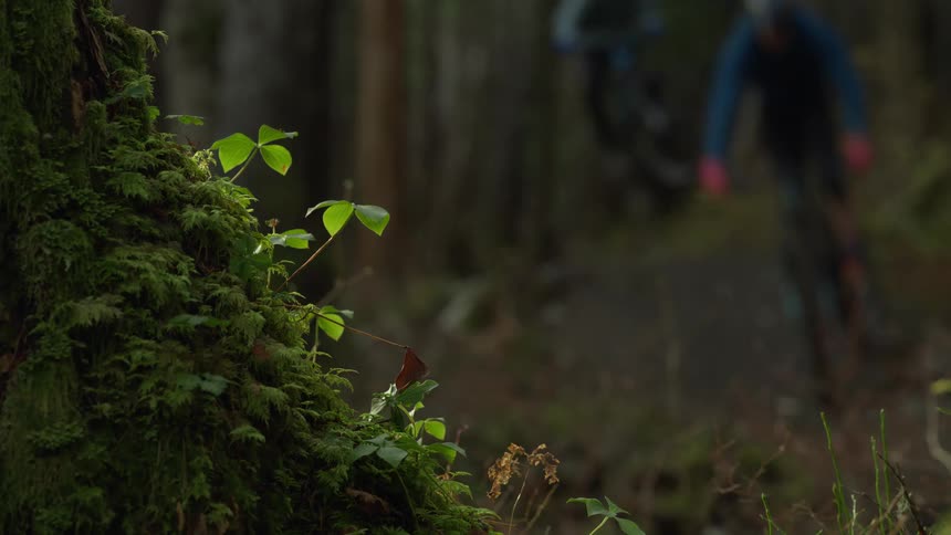 Moss and plants growing on a tree trunk in the woods next to a dirt trail with bike riders racing past