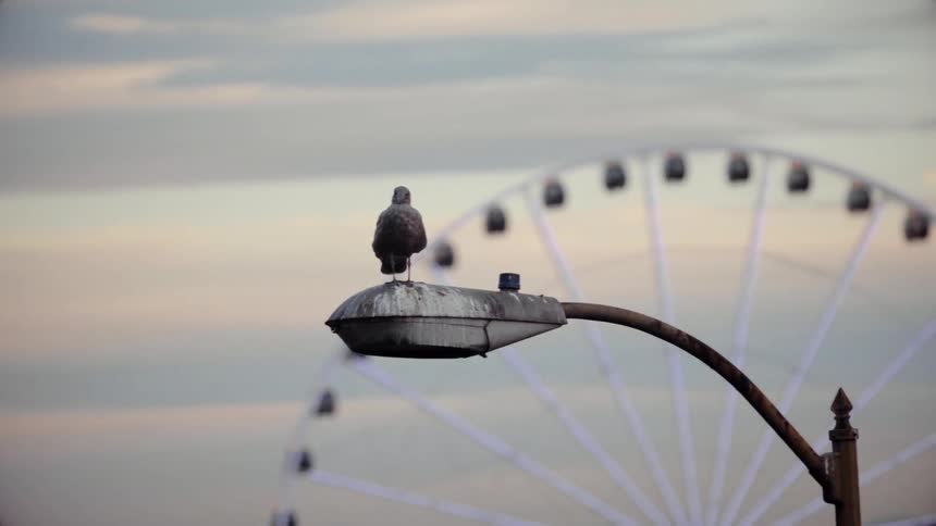 A bird is perched on a lamp post before a ferris wheel