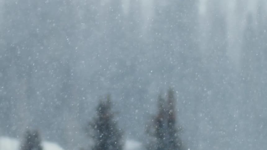 The snow is falling near the forest