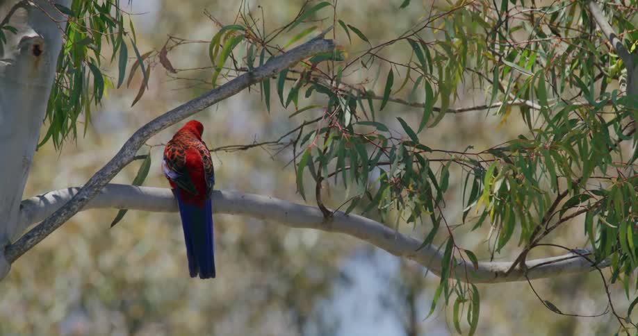A bird walks on the branch