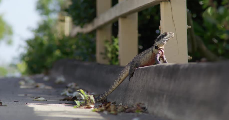 Lizard sits on curb and looks around on sunny day