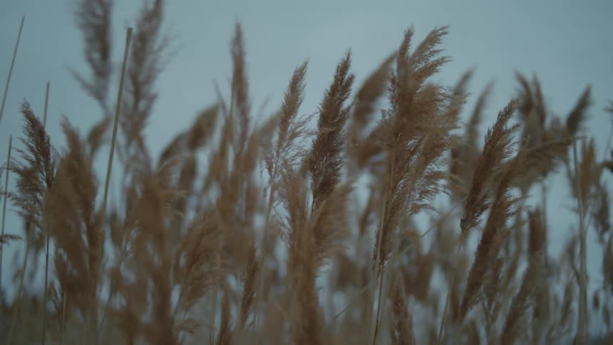Wheat swaying and blowing in the breeze