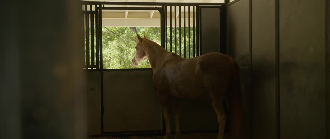 A horse looks out the stable window
