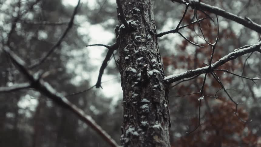 A view of snow falling in a forest