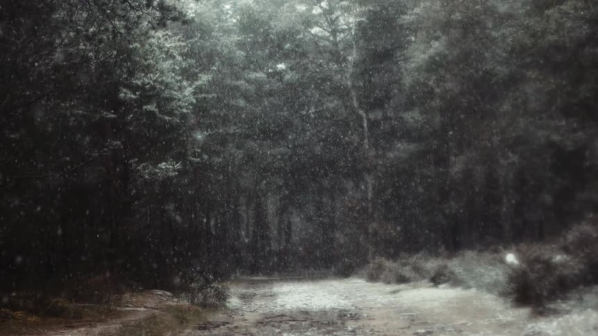 Heavy snow falls in a forest