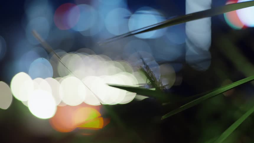The wind blows the blades of grass