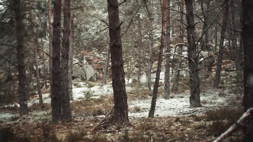Snowflakes are falling in a forest as the ground is being covered with snow