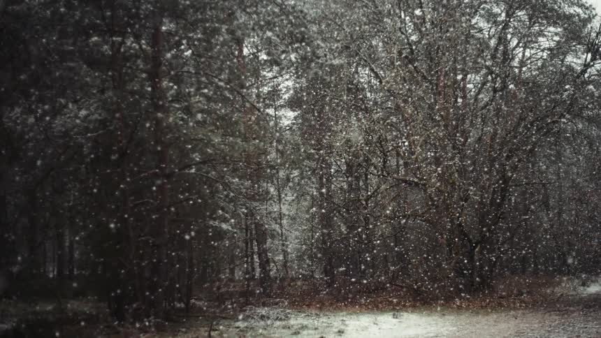 Big snowflakes are falling in a forest as the ground is being covered with snow
