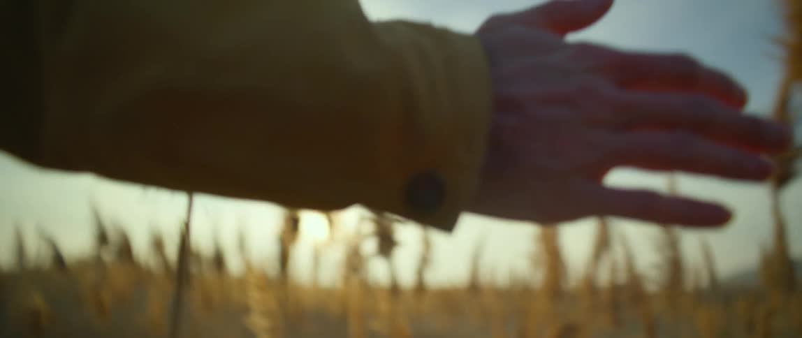 A person runs their hand along the tips of tall plants while walking through a field during the day