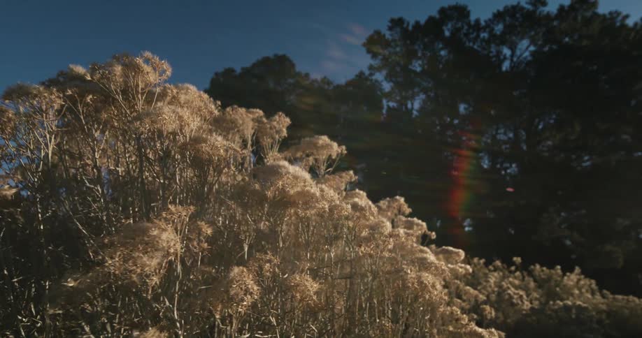 The wind blows the bushes