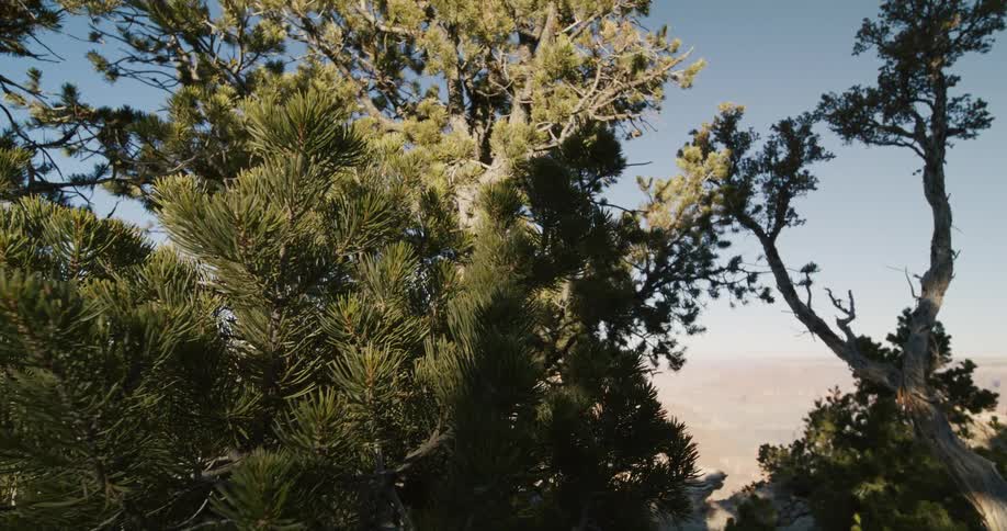 Evergreen trees are missing their lower branches and have canopies at the top