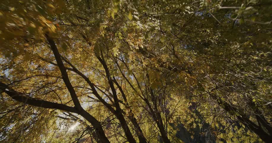 The sun shines through a forest of trees with leaves in yellow and orange fall colors
