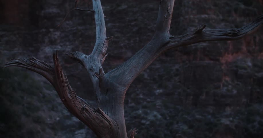 Close up of bark on a dead tree