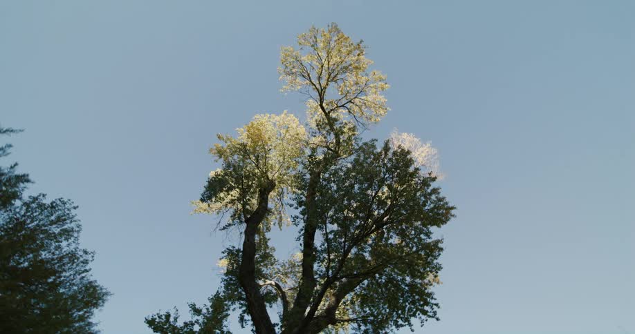 Close up of the top of a tree