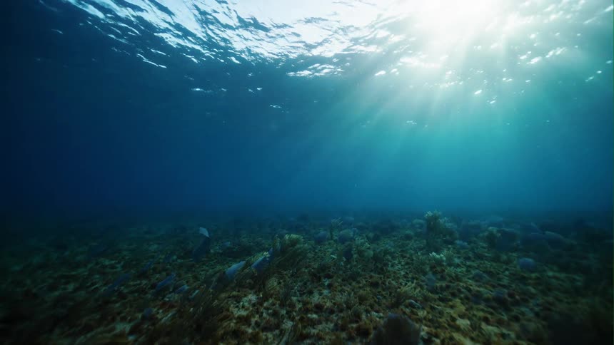 Vegetation on the sea floor waves in the current as sunlight shines through the ocean surface