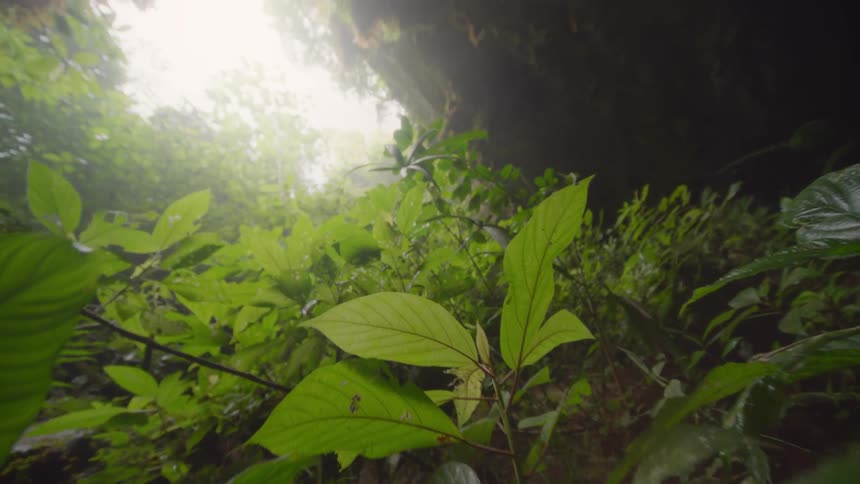 The sun shines on plants in the woods with bright green leaves