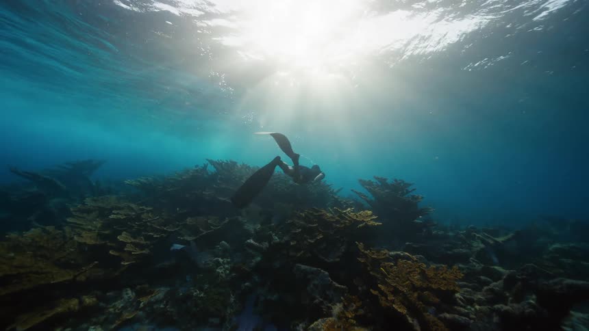 A diver swims a large coral formation on the sea floor during the day