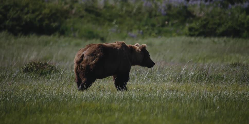 A bear walks across a grassland on a sunny day