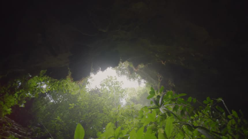 Tropical plants and trees are close together around an opening to daylight