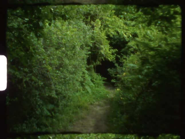 The sun shines on trees near a path in the woods