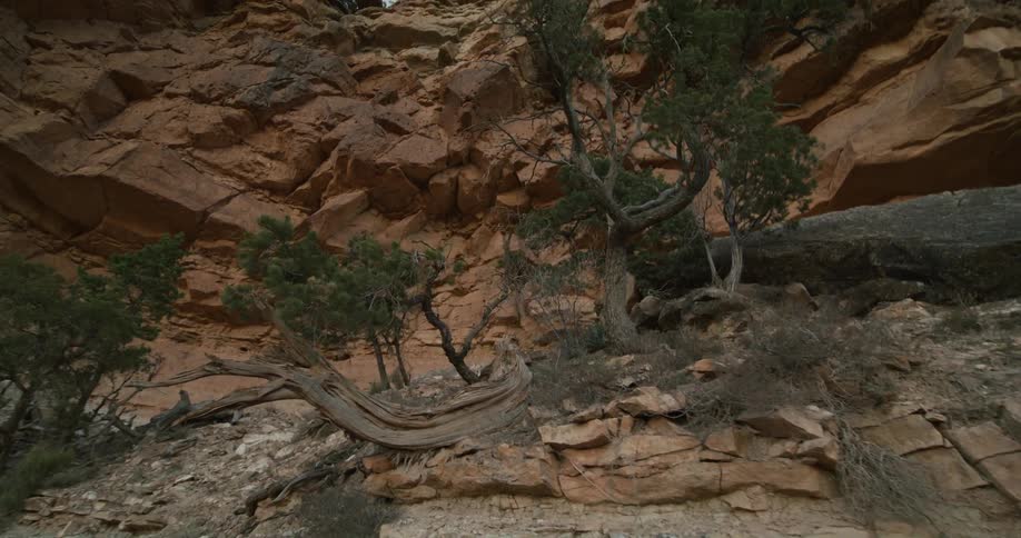 Trees growing out of the rock at the base of a red rock cliff in a canyon