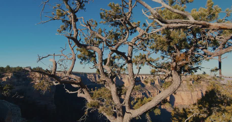 A tree with winding branches atop a butte during the day