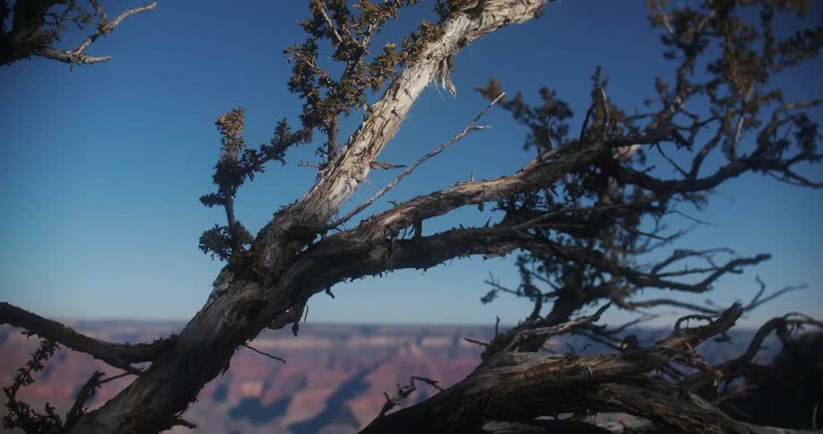 Joshua tree branch swaying in the breeze in the desert