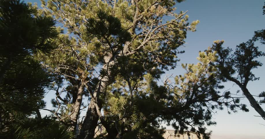 A tree near the edge of a vast canyon during the day